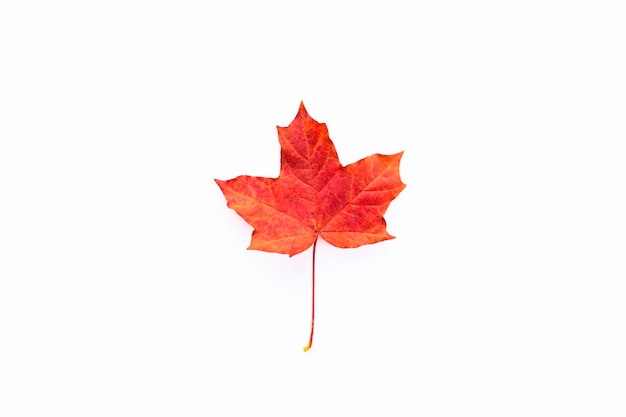 One red maple leaf on a white background. Autumn concept. Flat lay.