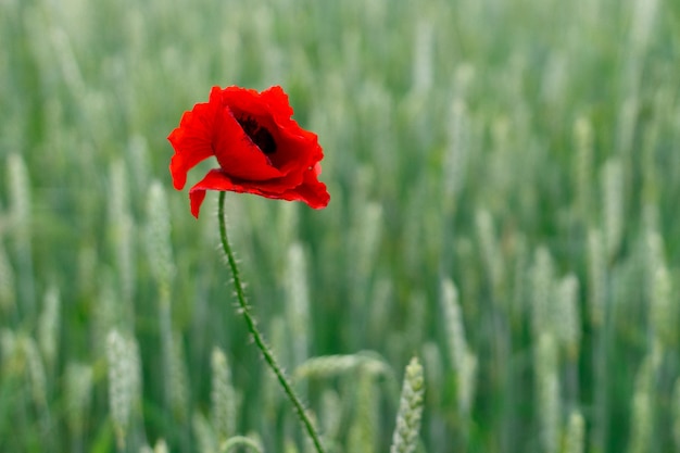 One red poppy isolated on white background