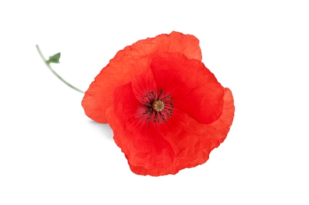 One red poppy isolated on white background