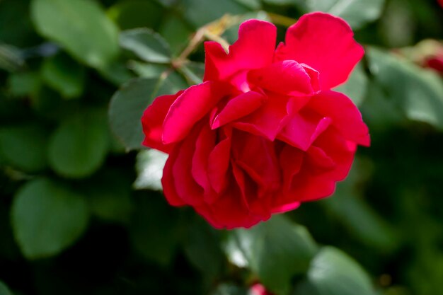 1 つの赤いバラの花のクローズ アップの背景