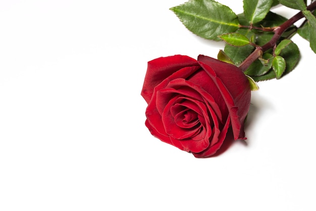 One red rose flower on a white