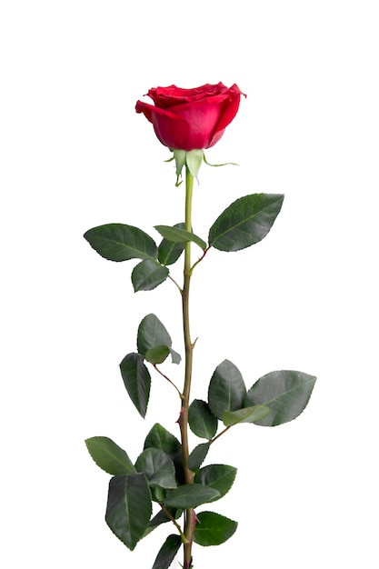 Photo one red rose isolated on white