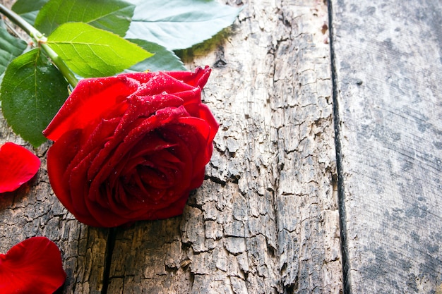1つの赤いバラの花びらが花びらに水滴を持つ木材にクローズアップ