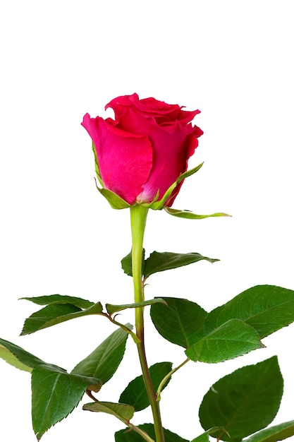 One red rose on a white background vertical photo