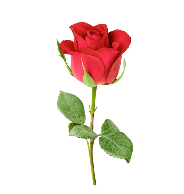 one red rose with leaves on a white isolated background