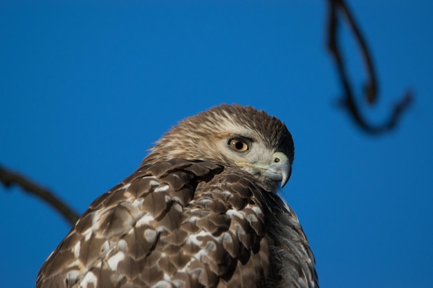 Photo one of the red-tailed hawks of green-wood cemetery brooklyn