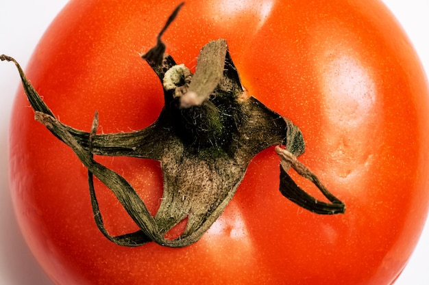 One red tomato close up top view