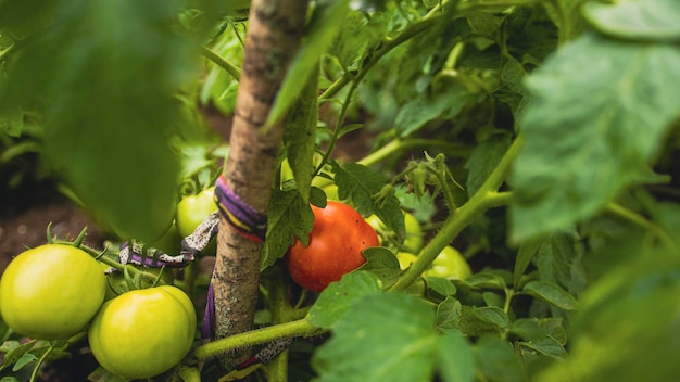 One red tomato among green tomatoes growing in beds Unripe ripe vegetables on branches in vegetable garden Concept of horticulture agriculture and organic products