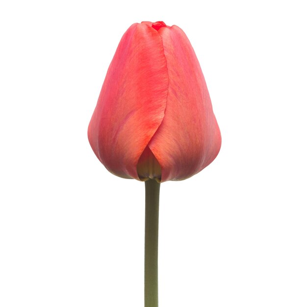 One red tulip flower isolated on white background. Still life, wedding. Flat lay, top view