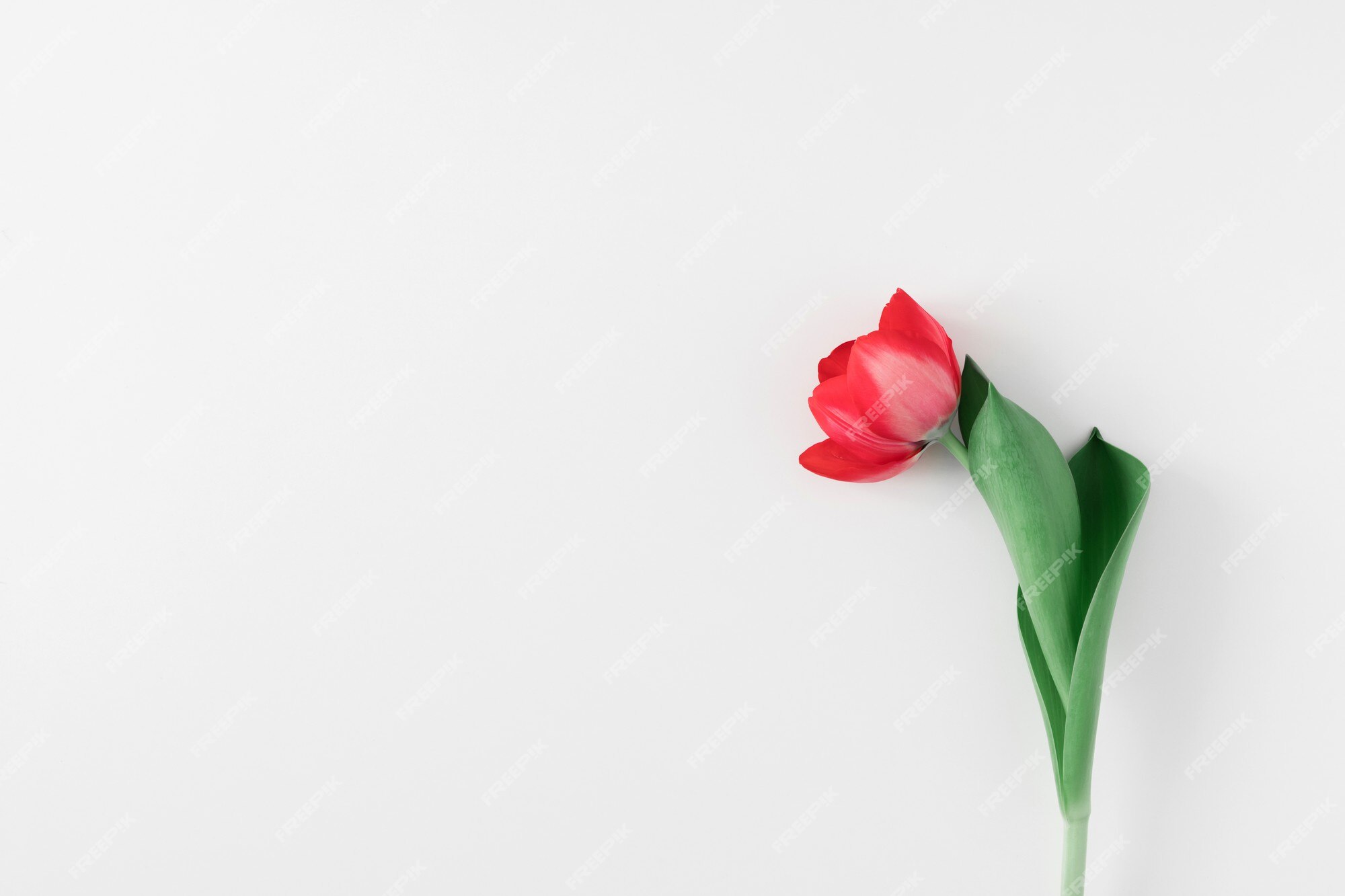 Premium Photo | One red tulip flower on white background flat lay