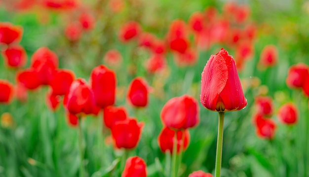 One red tulip focus on blurred tulip field background.