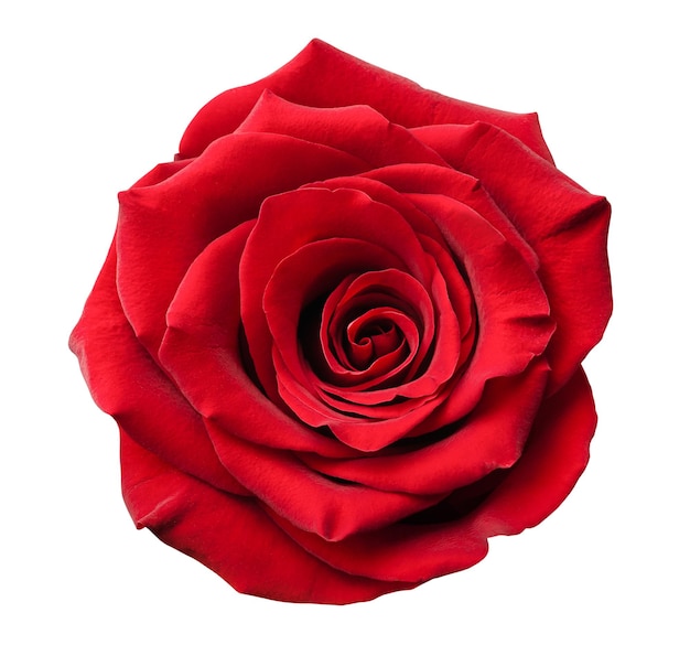 one rose bud on a white isolated background top view