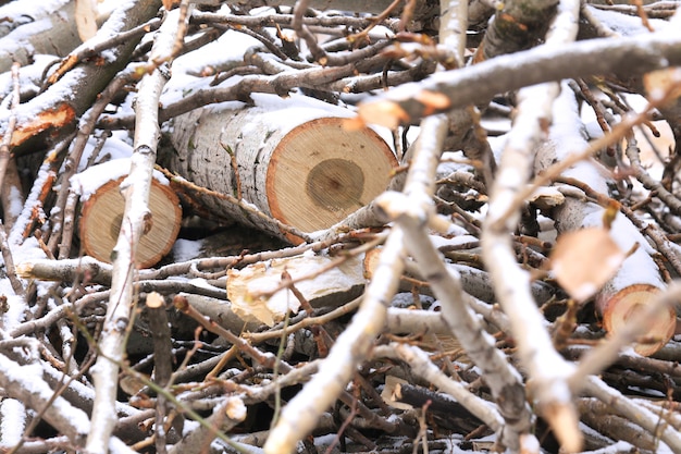 Un ceppo di legno segato vicino e piccoli ramoscelli nella neve