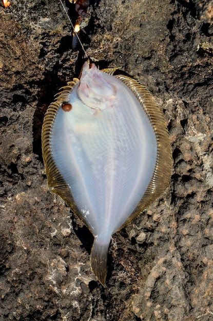 写真 1 つの海の魚に夢中