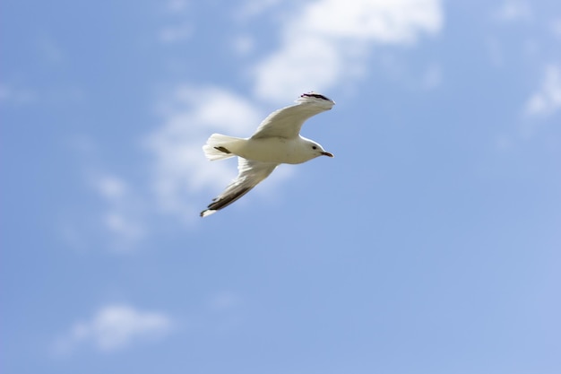 One seagull soaring highly in the blue sky