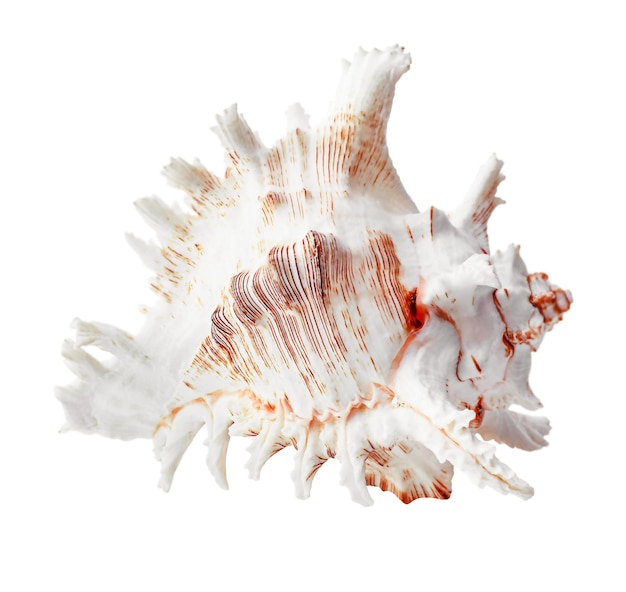 One seashell on a white isolated background