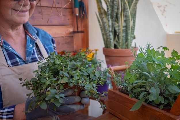 彼女の庭の一人の年配の女性が新しい芳香植物の世話をします。彼女は新鮮なミントの花瓶を持っています。木製の素朴な背景とテーブル