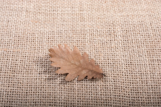 One separate dry leaf of Autumn times