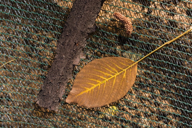 One separate dry leaf of Autumn times