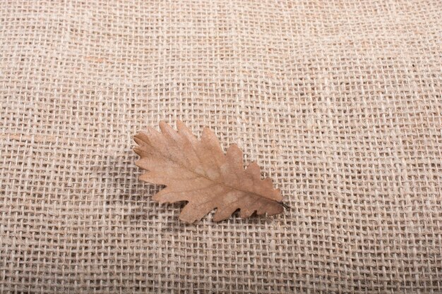 Photo one separate dry leaf of autumn times