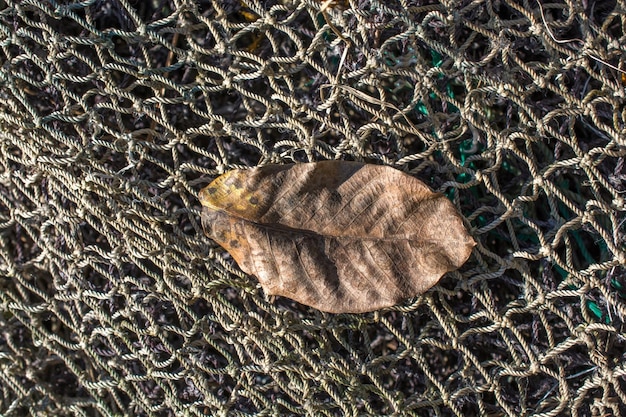 One separate dry leaf in view