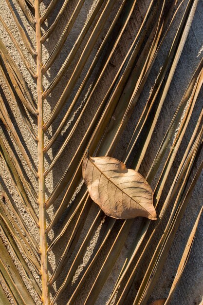 One separate dry leaf in view