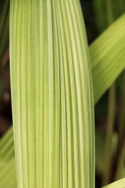 One separate green leaf of spring season