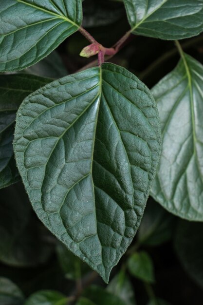 One separate green leaf