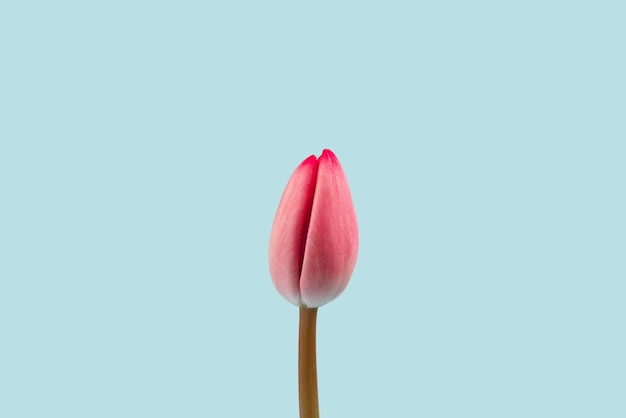 One single gentle pink tulip against turquoise background Minimalist floral concept