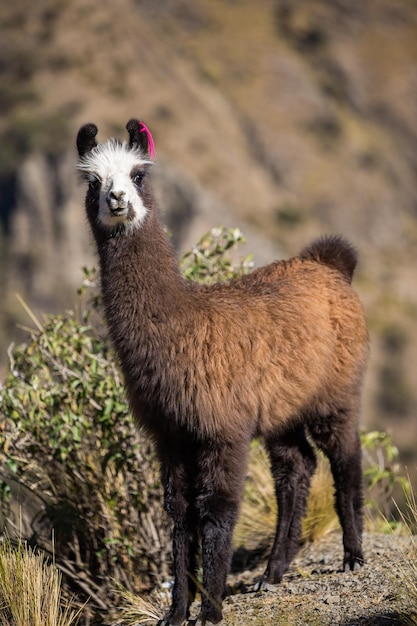 One single llama