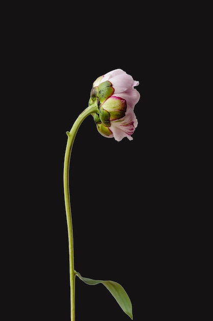 One single pink peony flower with green leaves on black spring background Repetition botany floral wallpaper or greeting card Nature design idea concept