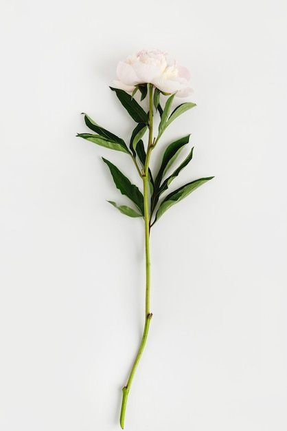 One single pink peony flower with green leaves on white background