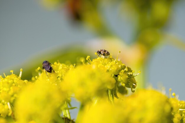 小さな甲虫が草原の花の上に座っている