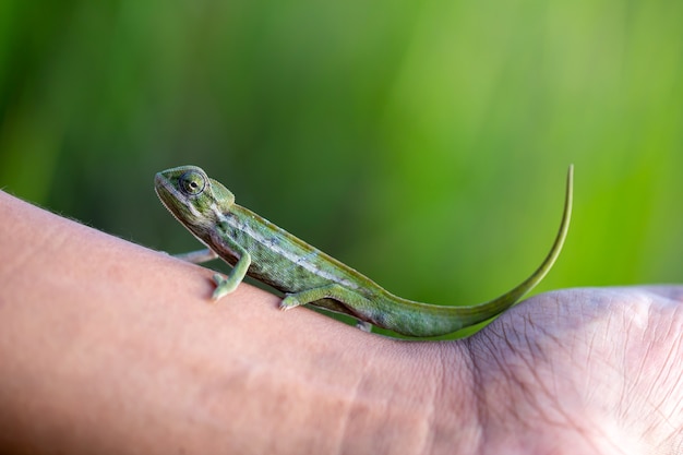 Foto un piccolo camaleonte nella foresta pluviale dell'isola del madagascar