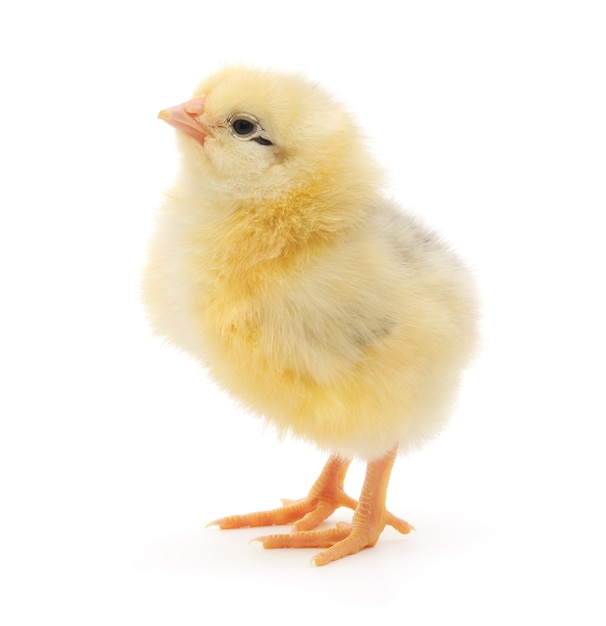 One small chicken isolated on white background