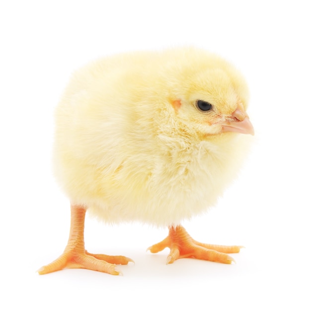 One small chicken on a white background