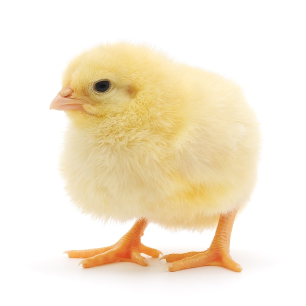 One small chicken on a white background