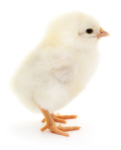 One small chicken on a white background