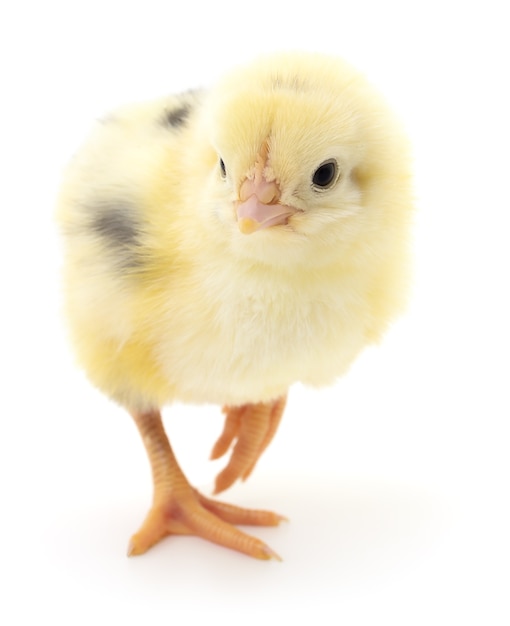 One small chicken on a white background