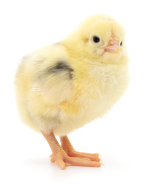 One small chicken on a white background