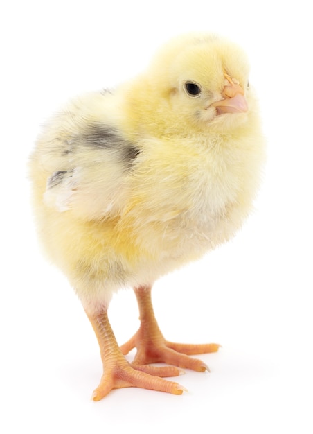 One small chicken on a white background