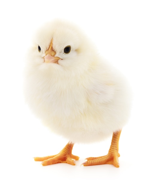 One small chicken on a white background