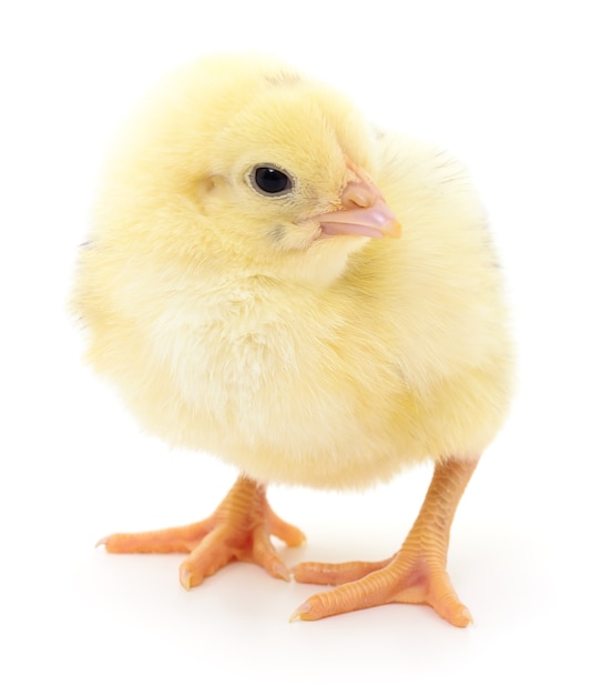 One small chicken on a white background