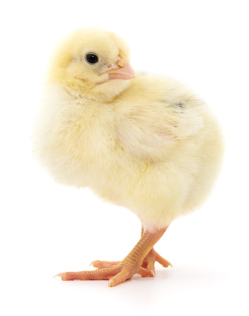 One small chicken on a white background