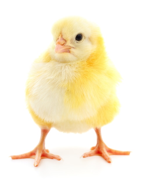 One small chicken on a white background