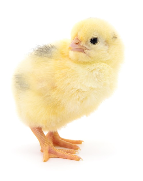 One small chicken on a white background