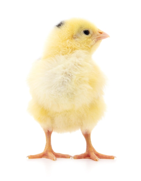 One small chicken on a white background