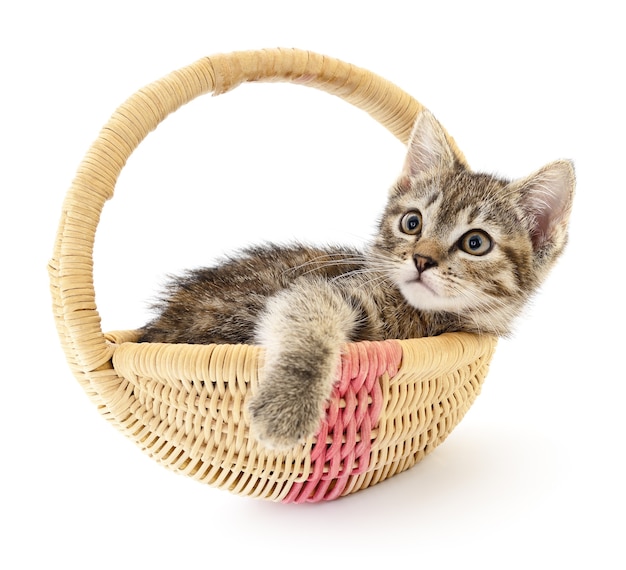 One small grey kitten sitting in a basket