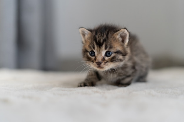 One small kitten crawls on a gray blanket for 14 days.