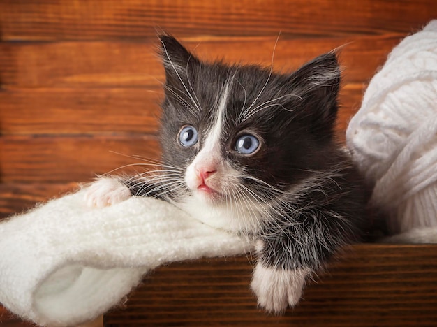写真 羊毛糸の大きなボールと木製の背景に1匹の小さな子猫
